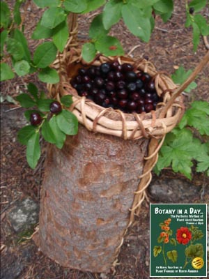 Vaccinium arctostaphyllus